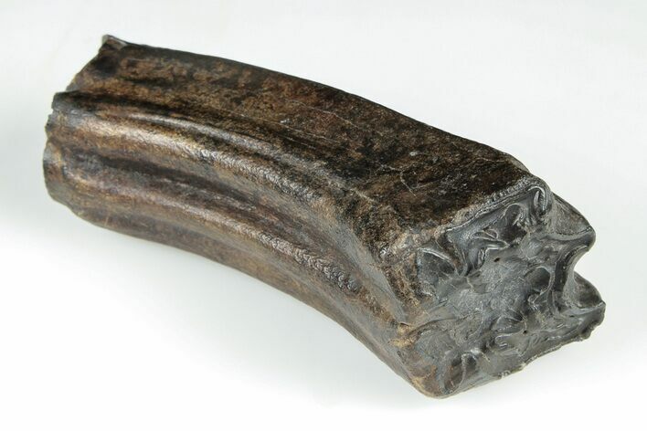 Pleistocene Aged Fossil Horse Tooth - South Carolina #198038